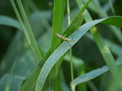 Conocephalus ochrotelus