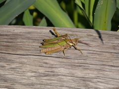 Coryacris angustipennis