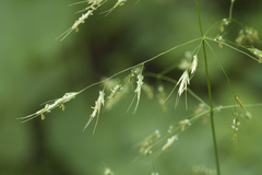 Trisetum umbratile