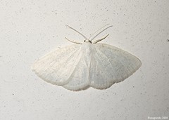 Protitame virginalis