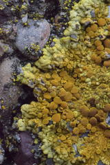 Variospora flavescens