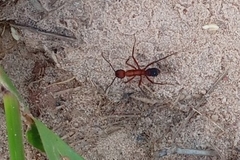 Ectatomma opaciventre