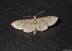 Eupithecia tripunctaria