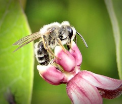 Andrena flavipes