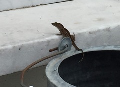 Anolis sagrei
