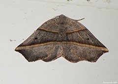 Metanema determinata