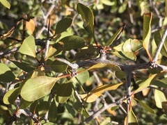 Pseudoziziphus parryi