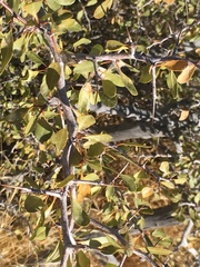 Pseudoziziphus parryi