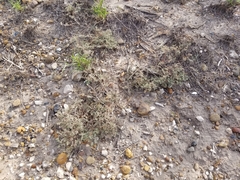 Atriplex pentandra
