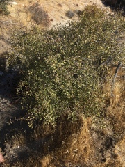 Pseudoziziphus parryi