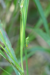 Conocephalus ochrotelus