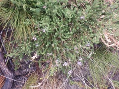 Agathosma cerefolium