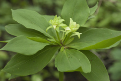 Lilium distichum