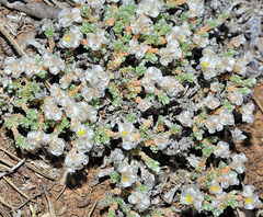 Paronychia aretioides