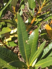 Eriodictyon trichocalyx lanatum