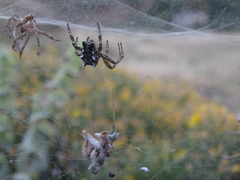 Cyrtophora citricola