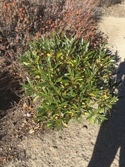 Eriodictyon trichocalyx lanatum