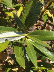 Eriodictyon trichocalyx lanatum