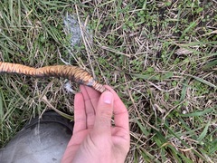 Nerodia fasciata