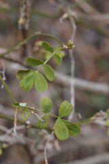 Hippocrepis emerus emerus