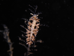 Eubranchus vittatus
