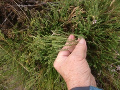 Agathosma cerefolium