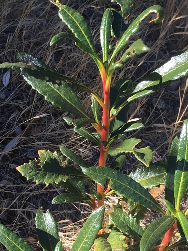 Hairy yerba santa (Eriodictyon trichocalyx)