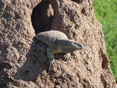 Varanus albigularis angolensis