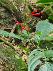 Stenostephanus