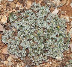 Paronychia aretioides