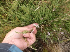 Agathosma cerefolium