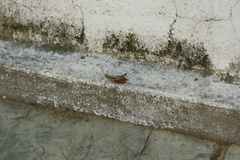 Amblytropidia australis