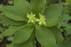 Lilium distichum