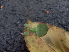 Pulchriphyllium bioculatum