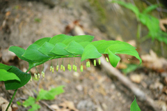 Polygonatum