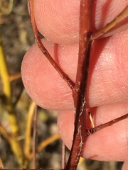 Cordylanthus rigidus setigerus