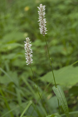 Bistorta manshuriensis