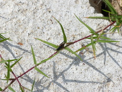 Paulinia acuminata