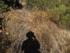 Cordylanthus rigidus setigerus