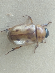 Scarabaeidae