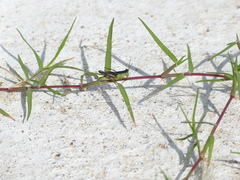 Paulinia acuminata