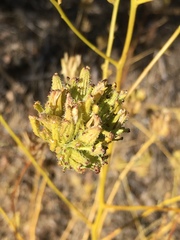 Cordylanthus rigidus setigerus