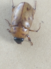 Scarabaeidae