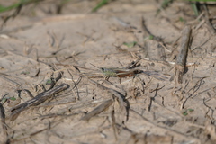 Amblytropidia australis