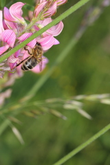 Apis mellifera