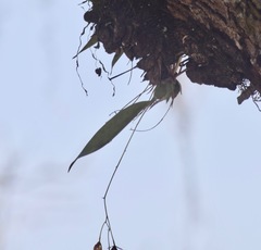 Prosthechea concolor
