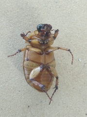 Scarabaeidae