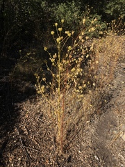 Cordylanthus rigidus setigerus