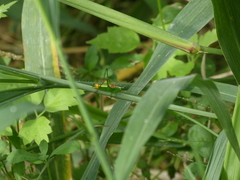 Conocephalus ochrotelus