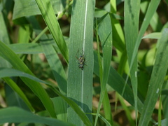 Phylloscyrtus amoenus